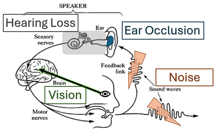 Speech production and Perception in Challenging Listening Conditions: Investigating the Effects of Noise, Ear Occlusion, and Hearing Impairement image